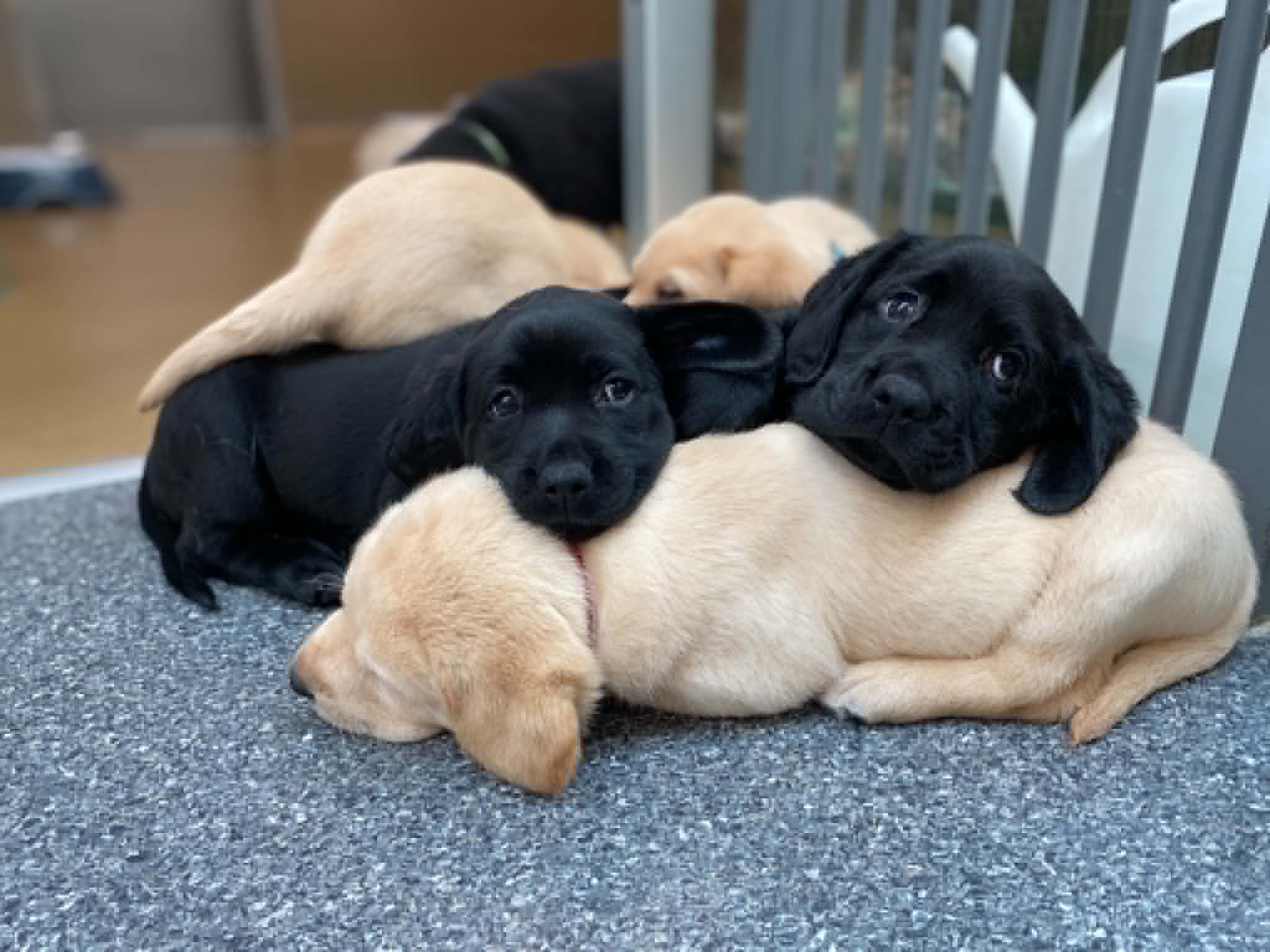 Josie x Caspar's pups 7 weeks old 5